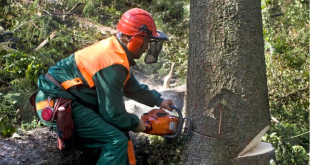 This is a photo of a tree being cut down in Paddock Wood. All works are being undertaken by PW Tree Surgeons