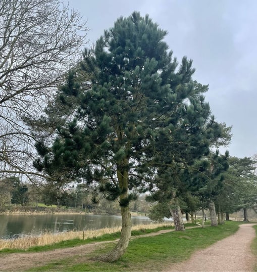 This is a photo of a Tree in Paddock Wood that has recently had crown reduction carried out. Works were undertaken by BUSINESS NAME