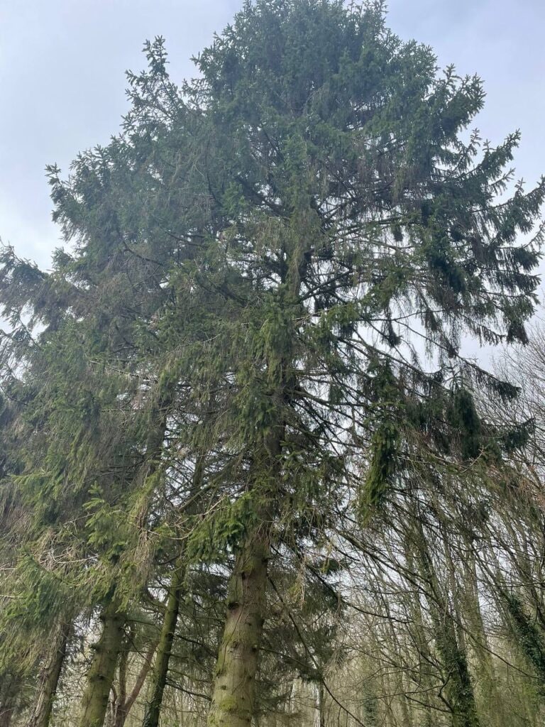 This is a photo of tree felling being crowned in Paddock Wood. All works are being undertaken by PW Tree Surgeons